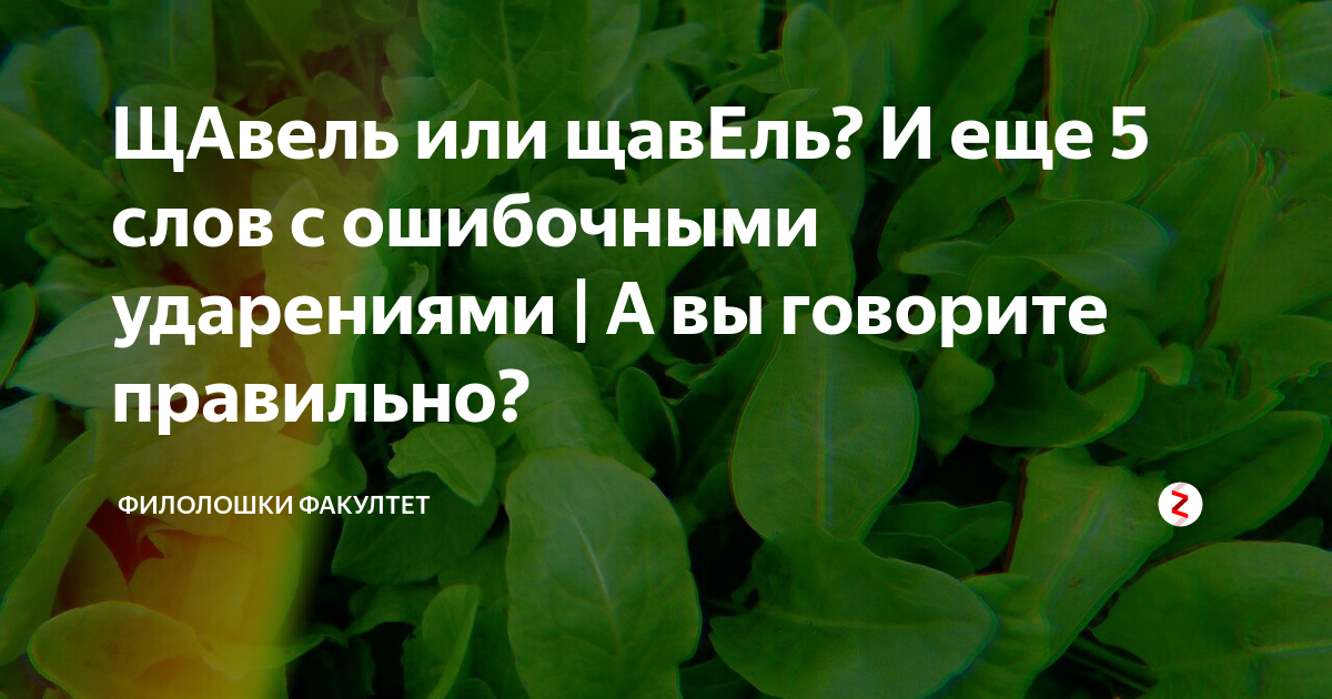 Щавель каталог ударение. Щавель. Щавель или щавель ударение. Щавель ударение правильное. Щавель ревень ударение.