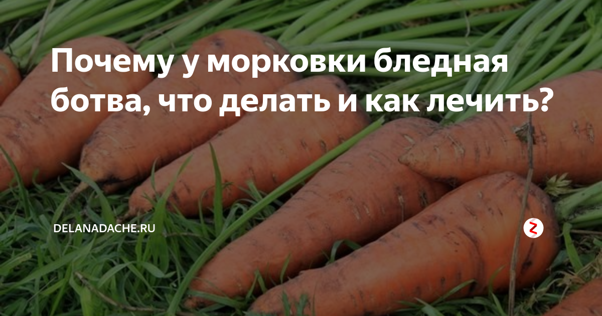 Бледная ботва морковь. Почему морковь бледная без кожи.