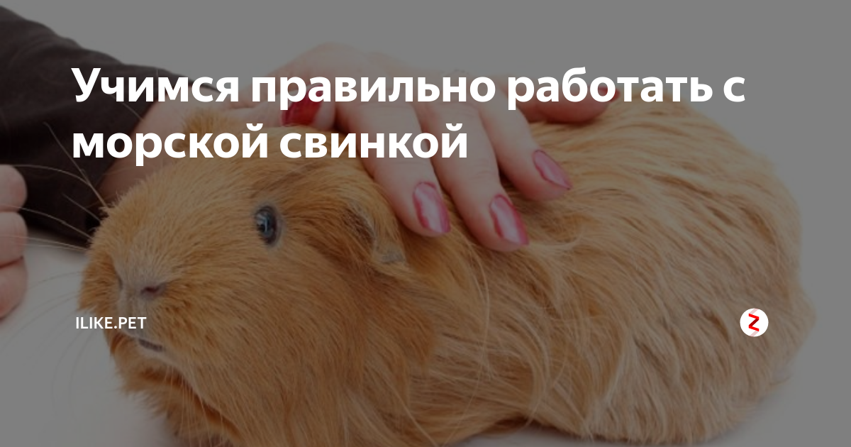 Милые морские свинки | ВКонтакте