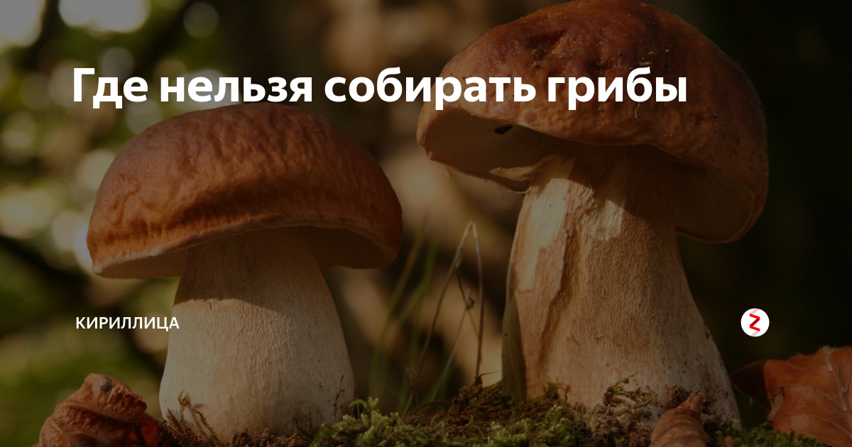 Гриб филанемо карта