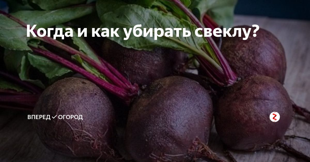 Когда и как убирать свеклу? | Вперед огород | Дзен