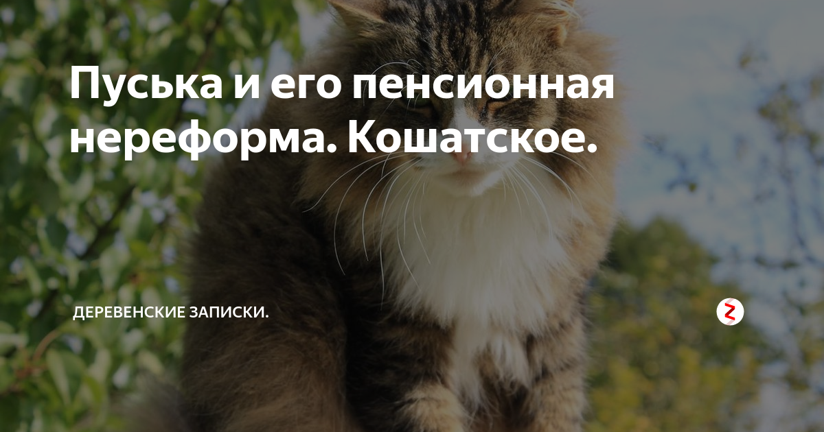 пуська мем. я пушистая пуська. ты пуська. пуська. пуська.