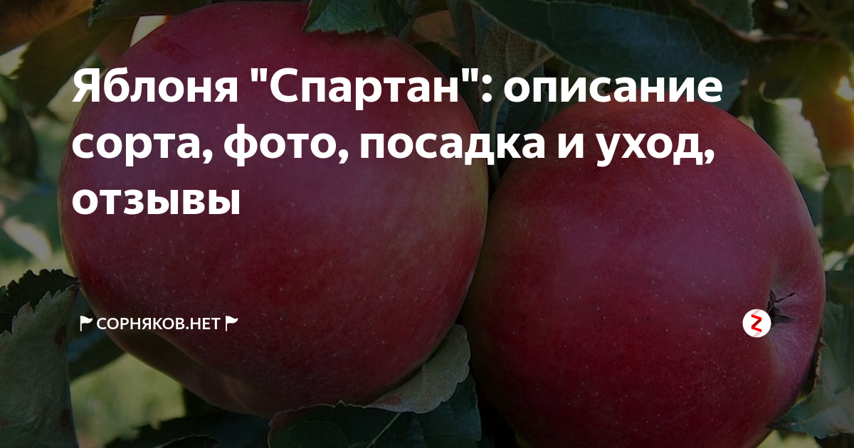 Яблоко спартан описание сорта. Яблоки Спартан. Сорт яблок Спартан. Яблони Спартан 10.