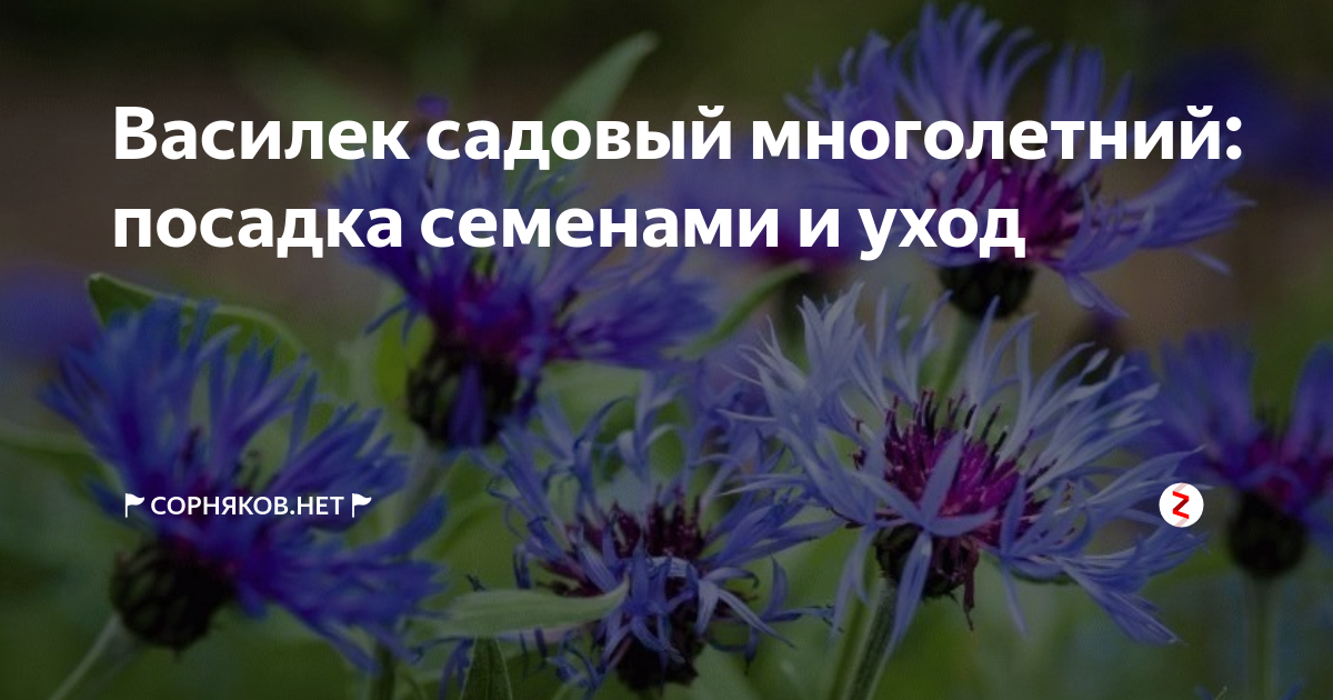 Василек посадка. Василек многолетний семена. Семена Васильков многолетних. Васильки семена многолетнее растение.
