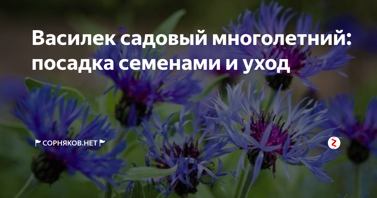 Василек многолетний семена. Семена Васильков многолетних. Васильки семена многолетнее растение.