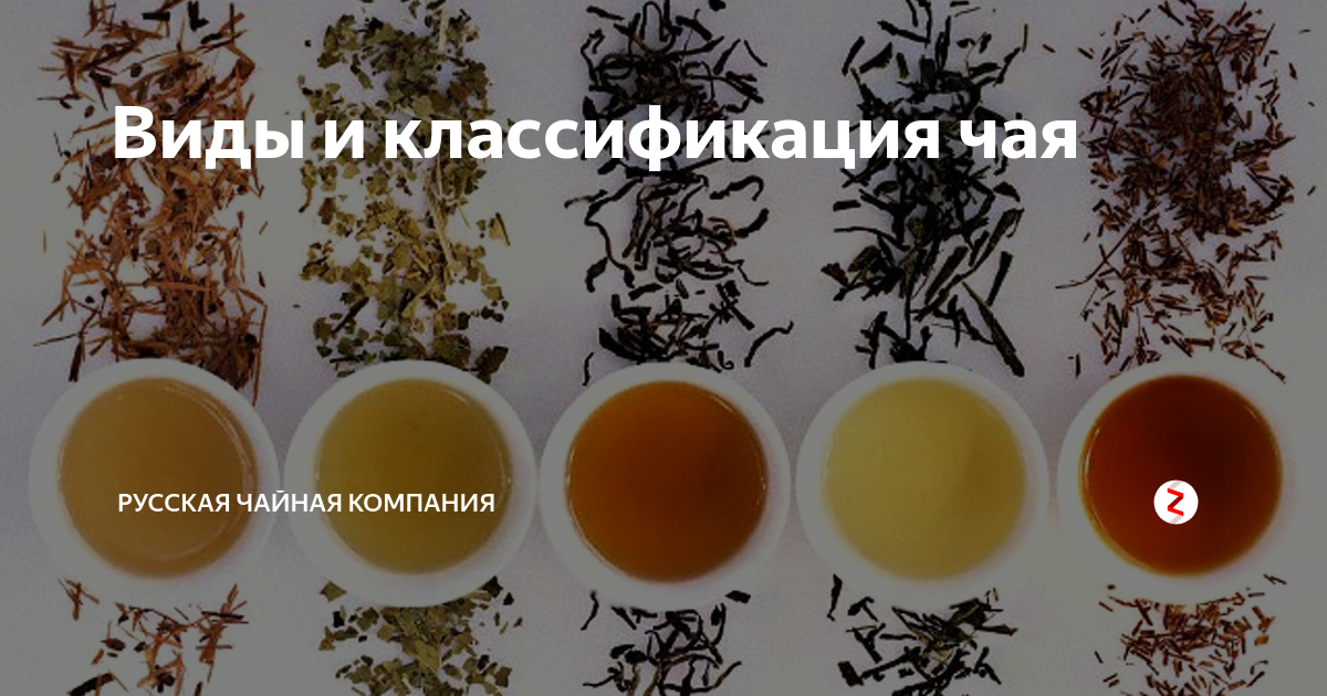 Виды и классификация чая | Русская Чайная Компания | Дзен