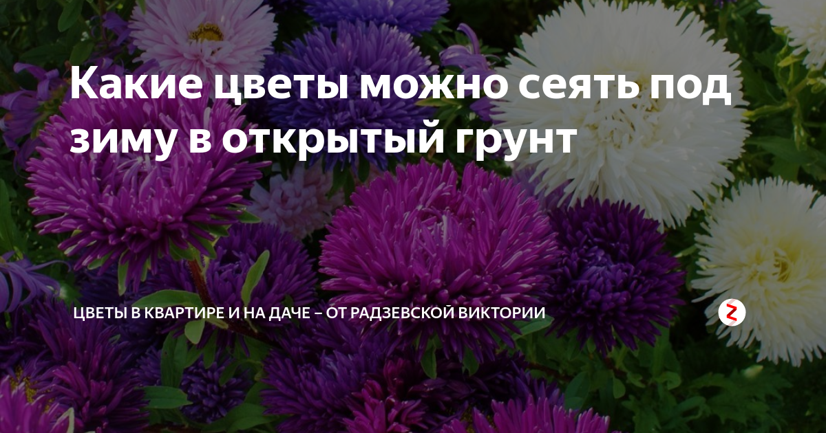 Цветы многолетники под зиму в открытый грунт. Когда сеять многолетники под зиму. Какие цветы можно посадить под зиму семенами. Список растений под зиму многолетние.