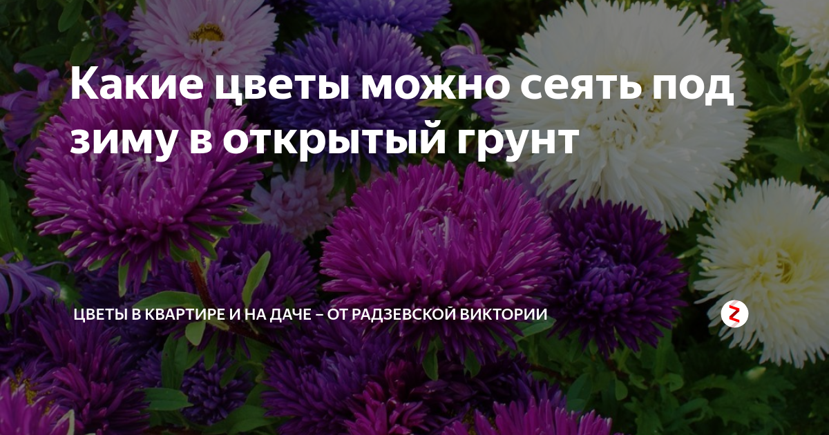 Какие цветы сеять под зиму в открытый. Цветы многолетники под зиму в открытый грунт. Осенние цветы сеются под зиму. Какие цветы можно сеять под зиму в открытый грунт. Когда сеять многолетники под зиму.