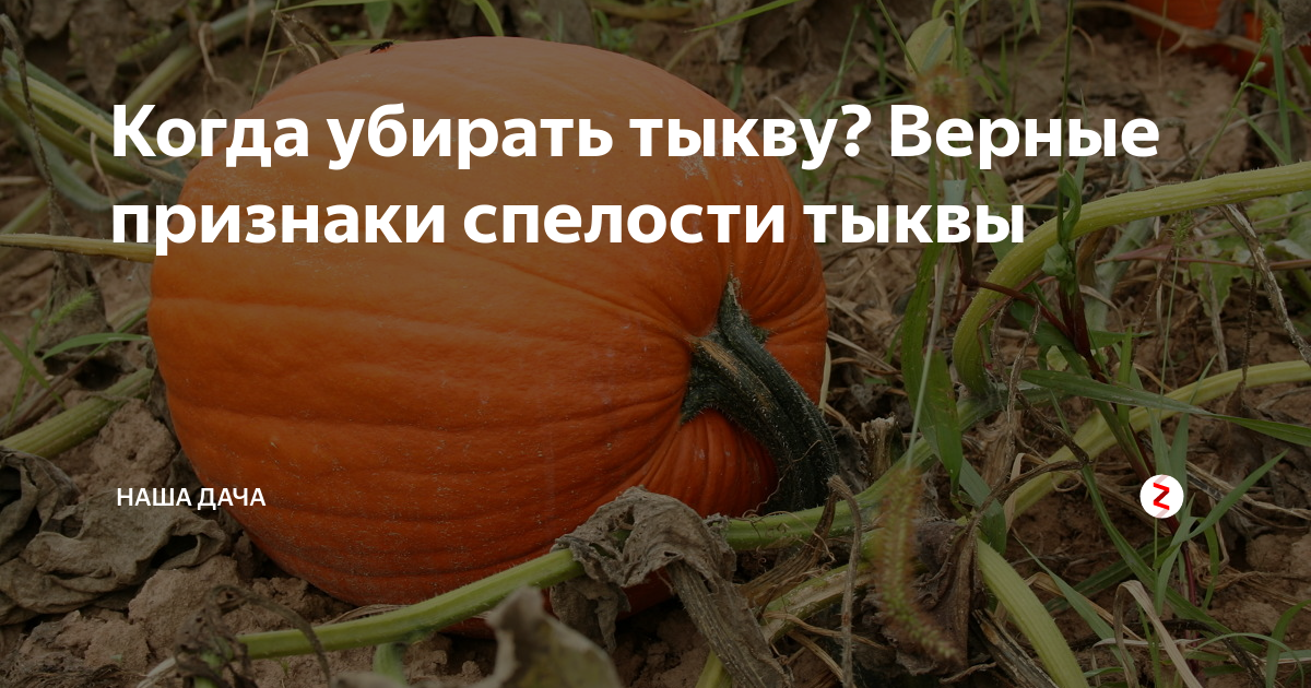 Как узнать тыква созрела и пора убирать. Подкормка тыквы. Удобрения для тыквы. Тыква в открытом грунте. Как удобрять тыкву в открытом грунте