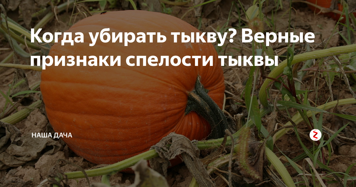 Время уборки тыквы. Подкормка тыквы. Удобрения для тыквы. Тыква в открытом грунте. Как удобрять тыкву в открытом грунте.