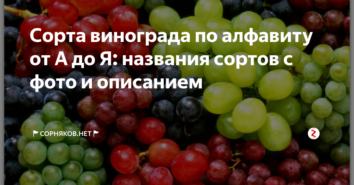 Сорта винограда по алфавиту от А до Я: названия сортов с фото и описанием | 🚩демонтаж-самара.рф🚩 | Дзен