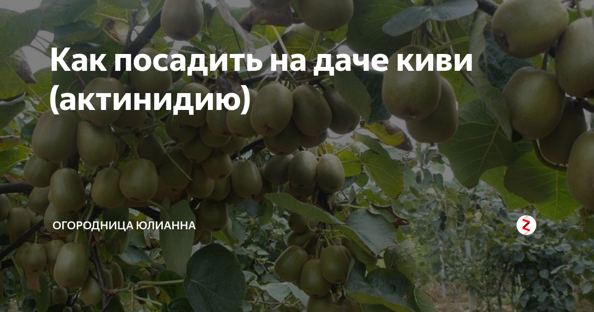 Посадка актинидии коломикта и правила укоренения
