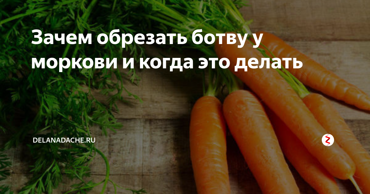 Срезать ботву. Обрезать ботву у моркови. Можно срезать ботву у моркови. Обрезать ботву у моркови в августе. Нужно ли обрезать ботву у моркови.