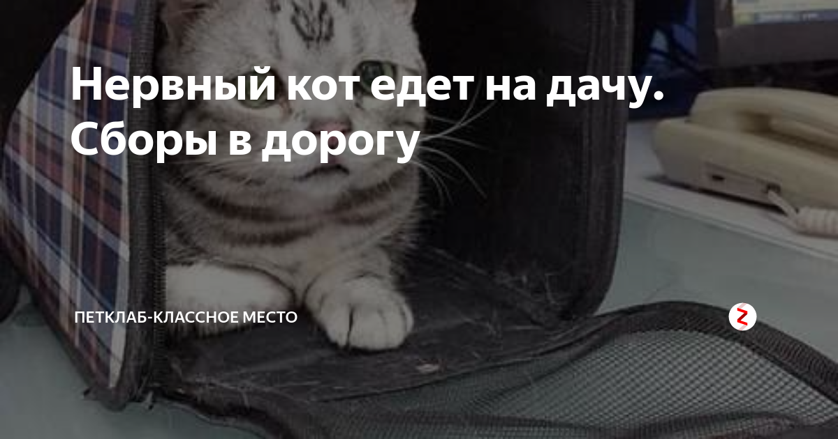 Нервный кот. Кот едет на дачу. Работать едет кот. Котик едет с кучей вещей.