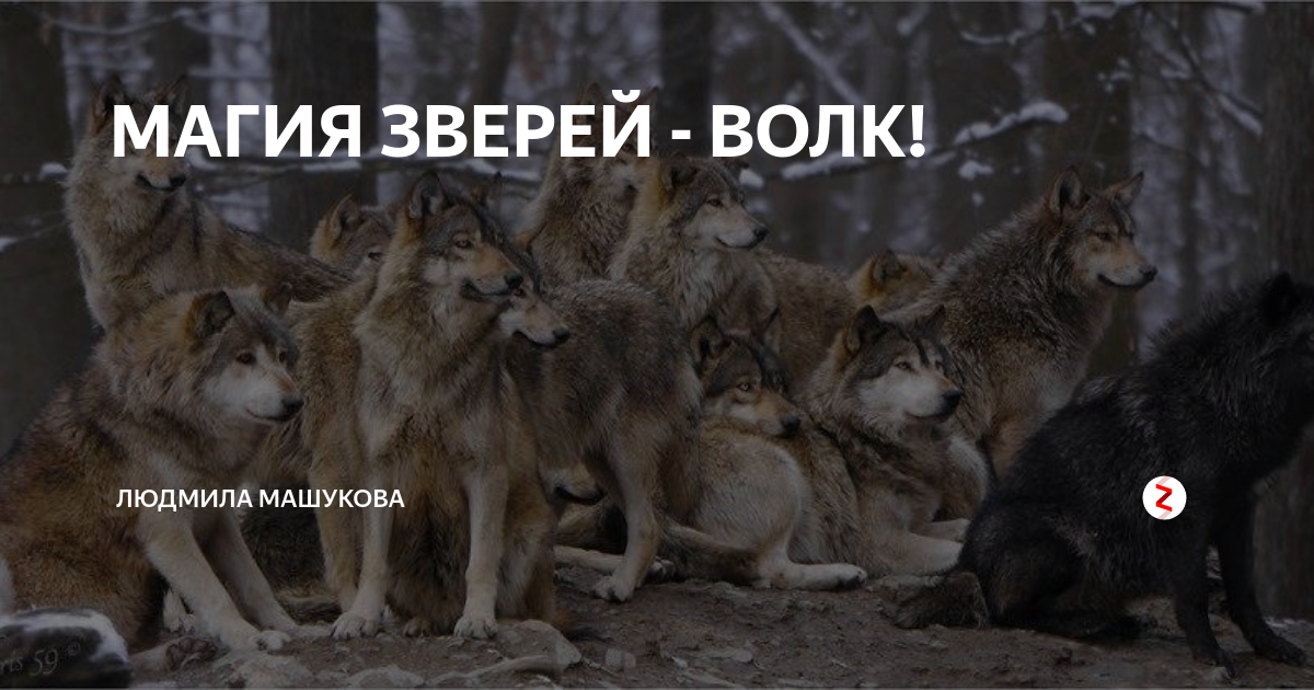 Влюбленный волк: что значит это выражение и как оно меняет его характер