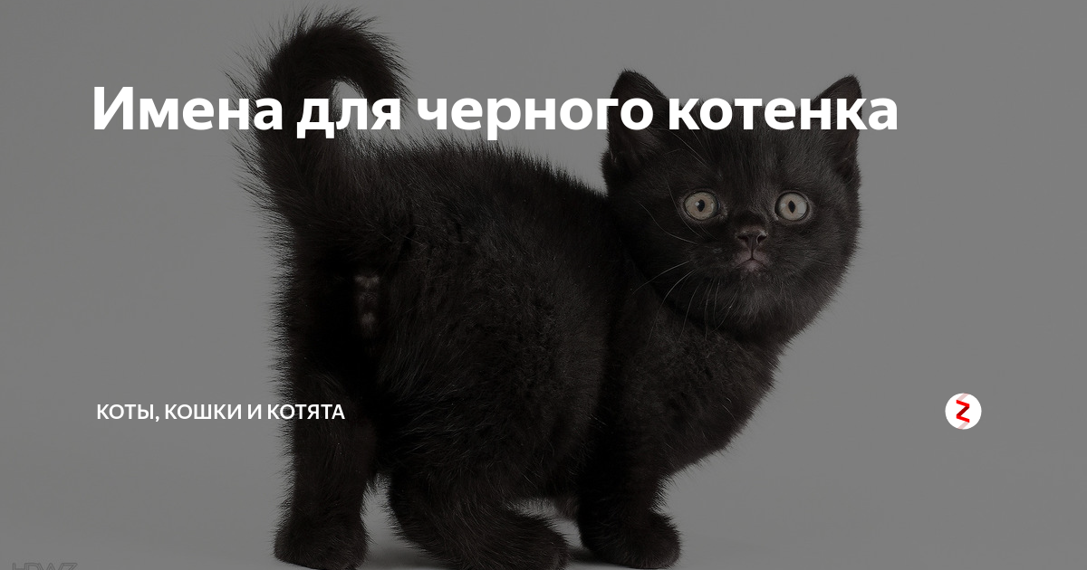 Кличка для черного кота. Имя для черного кота. Имя для чёрного котёнка. Клички для черных котов.