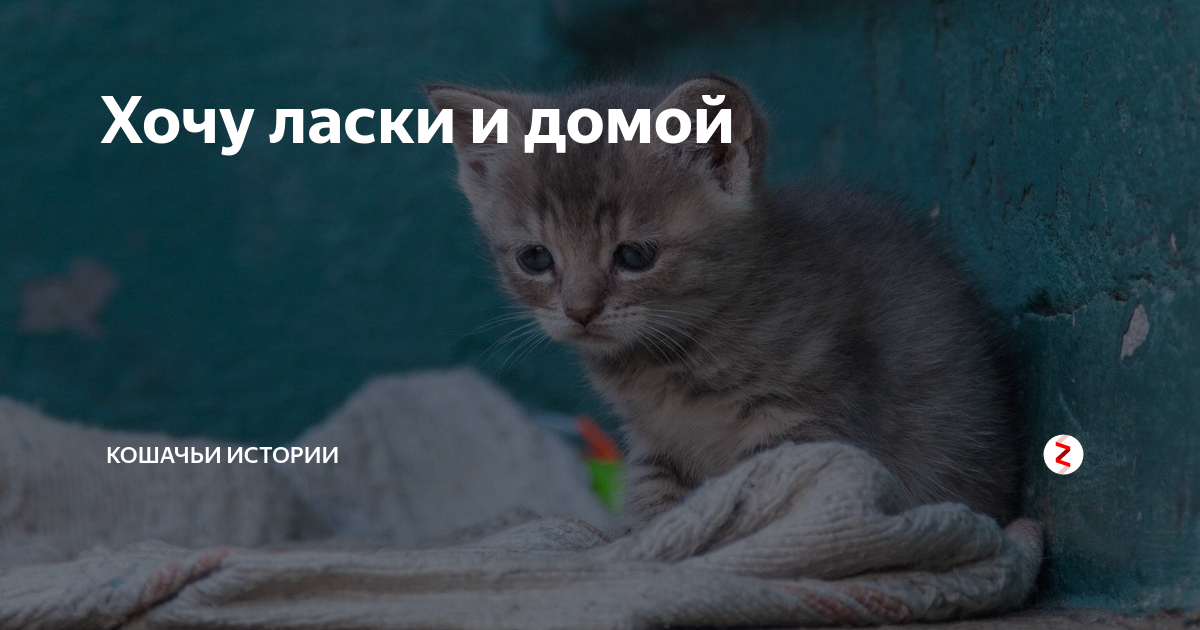 Ласка смешные фото. Требую ласки. Кошка отдыхает. Требую ласки. Ласкать кошку.