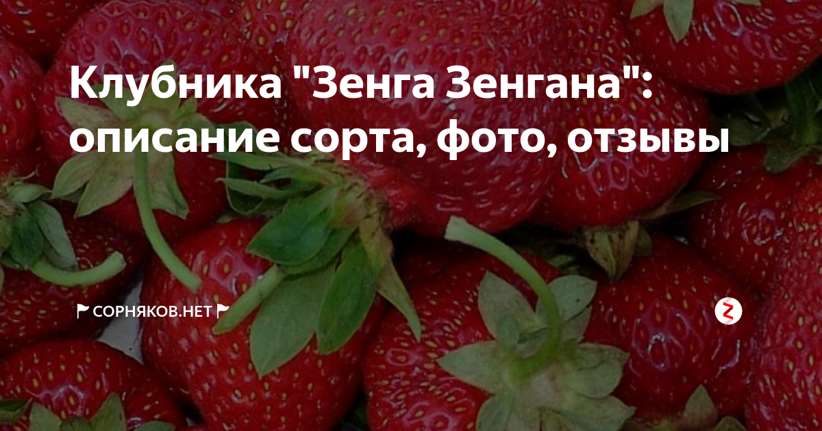 Схема посадки клубники зенга зенгана