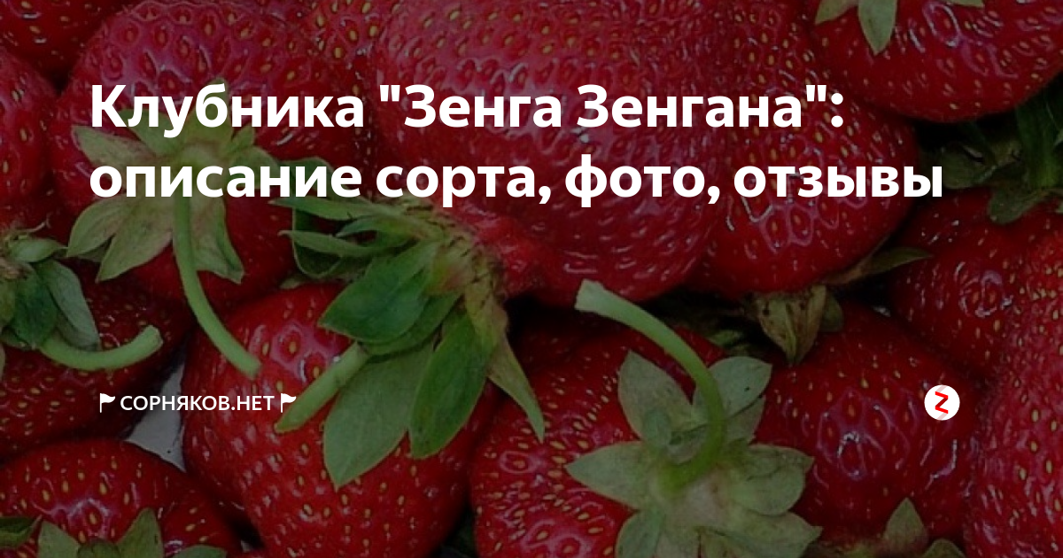 Клубника сорт зенга отзывы. Сорт клубники Зенга. Клубника Зенга Зенгана. Земляника поздний сорт "Зенга-Зенгана". Земляника поздняя Зенга Зенгана.