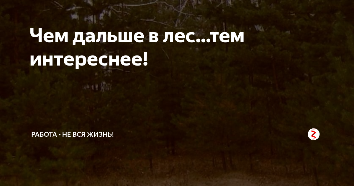 Чем дальше в лес тем злее дятлы. Шутки про лес. Он был далеко тот лес. Чем дальше в лес тем больше. Чем дальше тем интереснее.