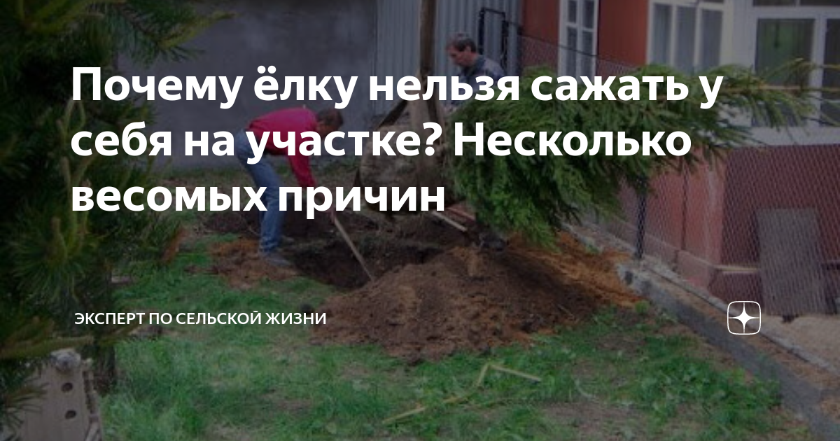 Стоит ли сажать елки на участке?