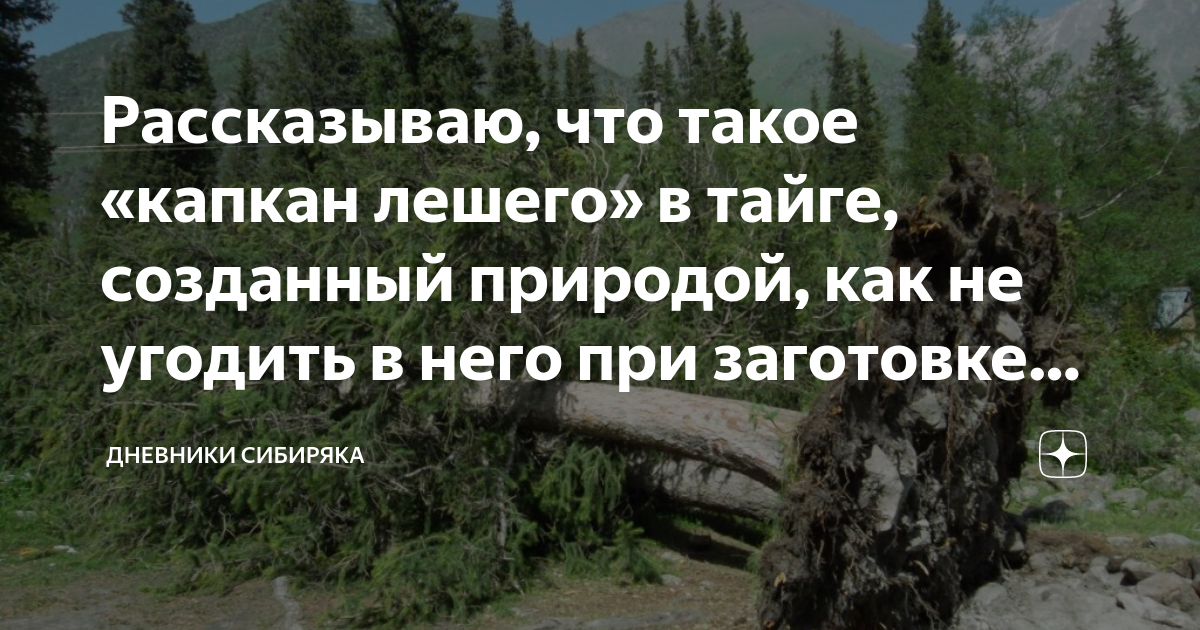 Ставят лешему капканы заметают все. Капкан лешего. Капкан лешего в тайге. ЛОВУШКА лешего. Капкан лешего поваленное дерево.