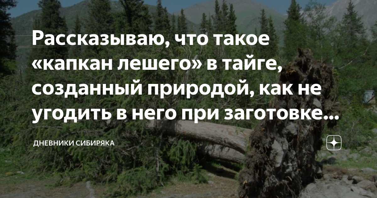 Капкан лешего. Капкан лешего в тайге. ЛОВУШКА лешего. Капкан лешего поваленное дерево.