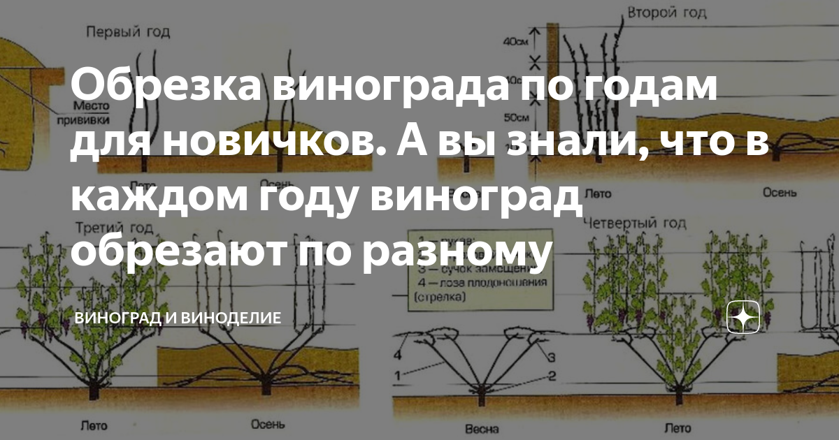 Формирование винограда схема самая простая по годам. Формирование винограда для начинающих в картинках пошагово весной. Схема виноградника. Картинки поэтапной обрезки винограда по годам.