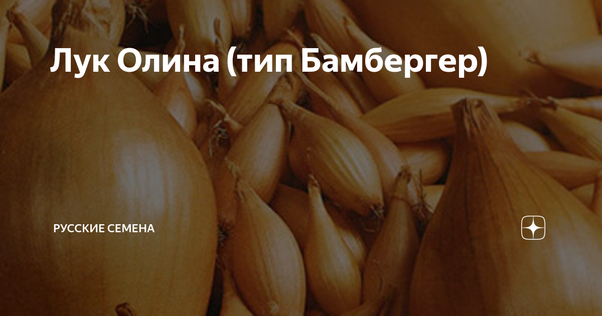 Лук репчатый Олина. Краткий обзор, описание характеристик, где купить луковицы О