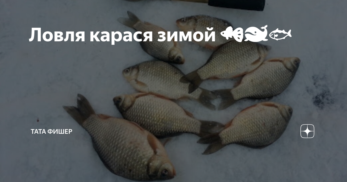 Как зимует карась в пруду. Карась зимой. мережа на карася зимой. как зимует карась. карась зимой нужен ли кислород.