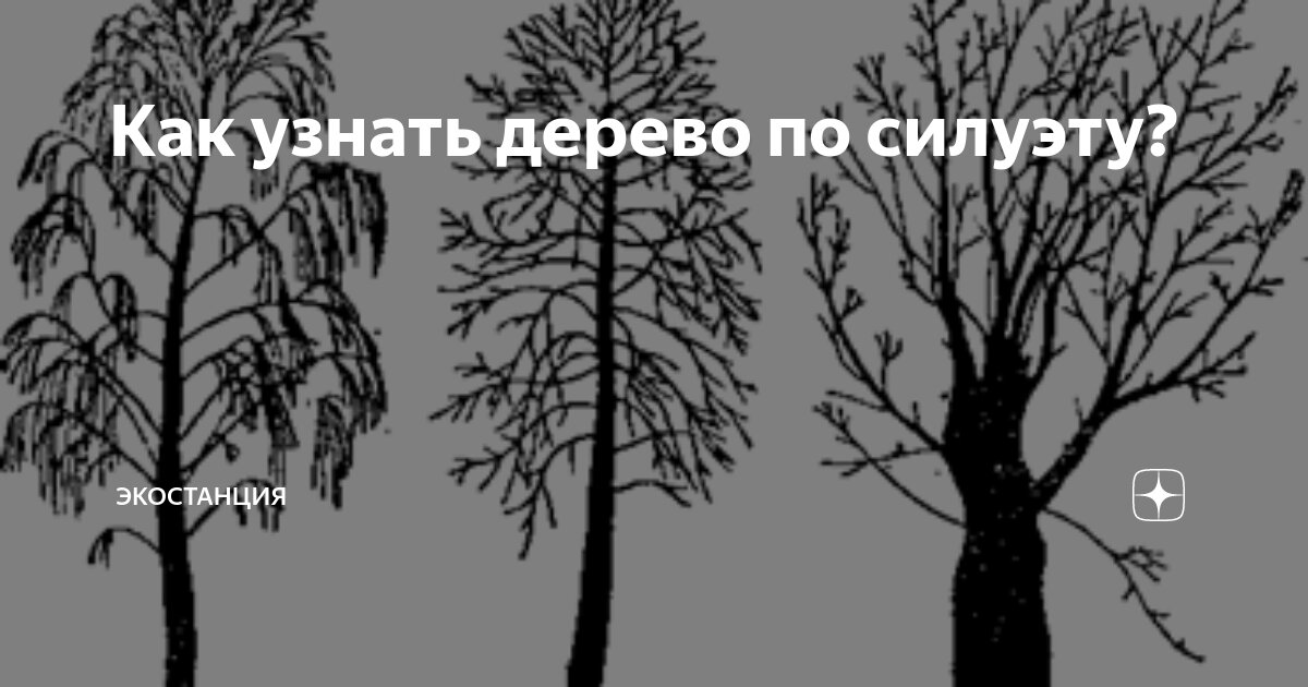 Распознавание дерева по фото