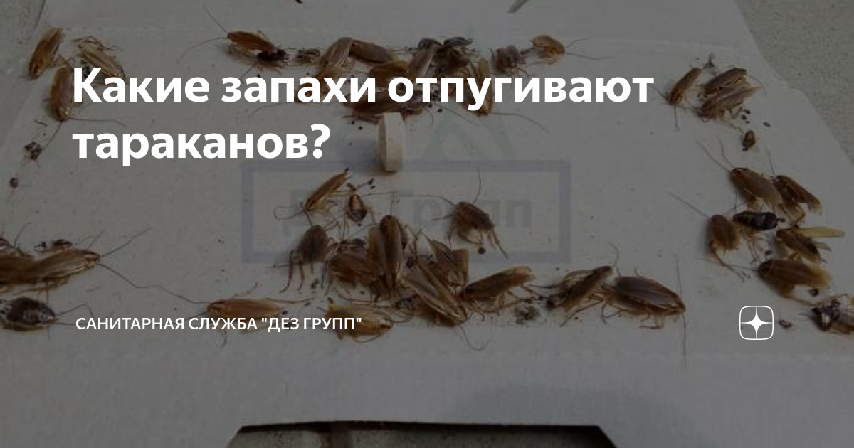 Запахи отпугивающие тараканов