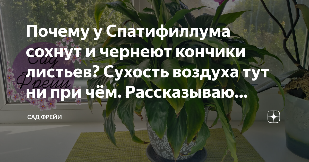 Самые главные причины, почему у спатифиллума чернеют листья. Что делать, чтобы спасти цветок?