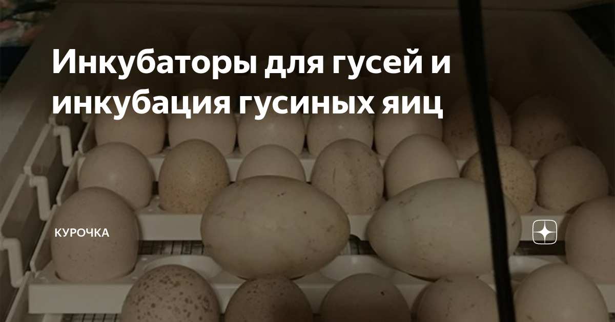 Инкубаторы для гусей и инкубация гусиных яиц | Курочка | Дзен
