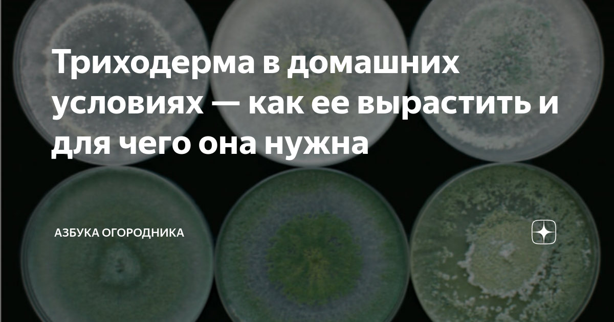 Триходерма осенью применение Триходерма осенью применение