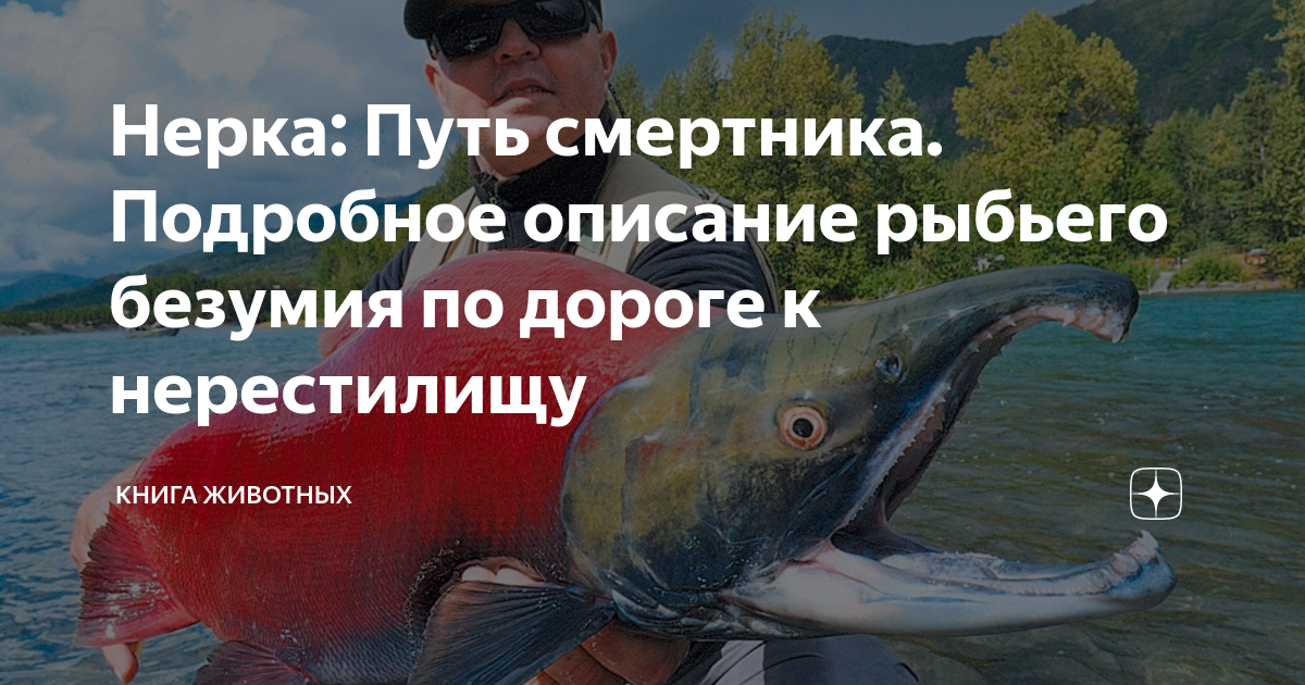 Нерка: Путь смертника. Подробное описание рыбьего безумия по дороге к ...
