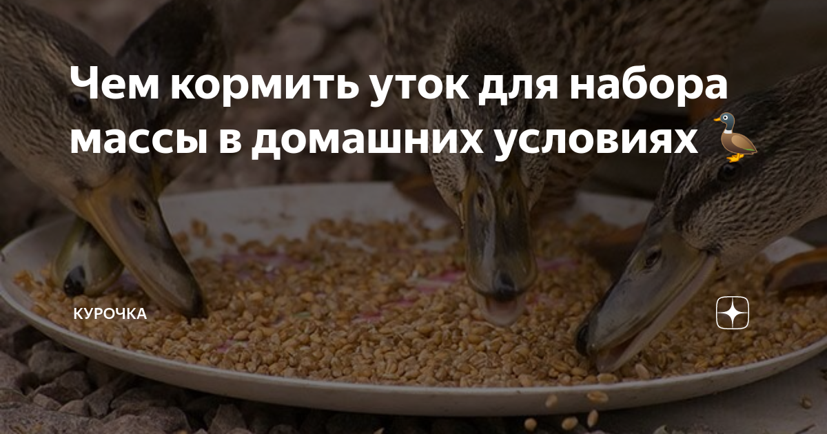 Чем кормить уток для набора массы в домашних условиях 🦆 | Курочка | Дзен