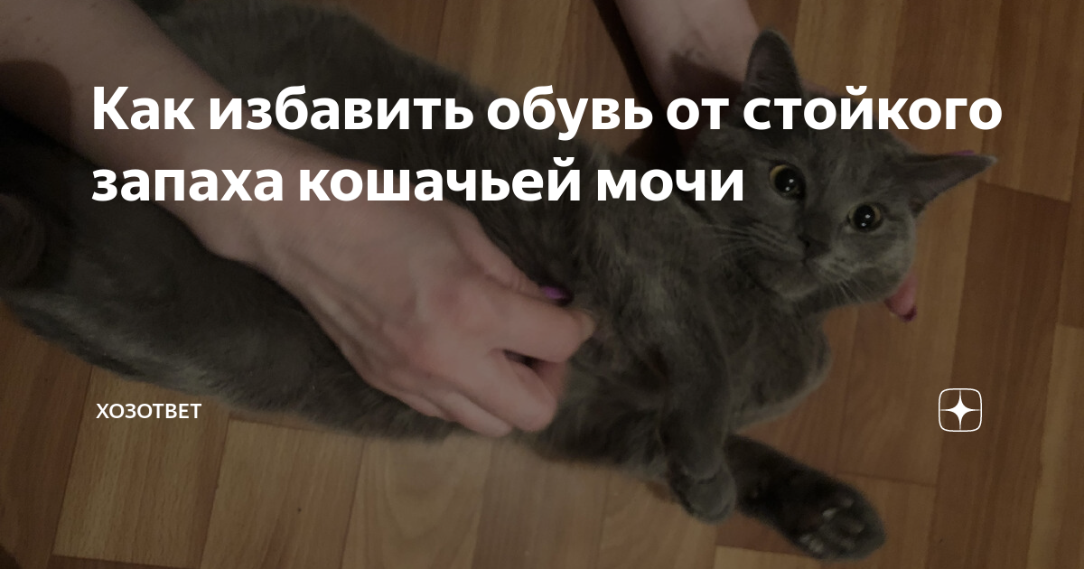 Как избавиться от кошек в подъезде. Как избавиться от кошек в подъезде