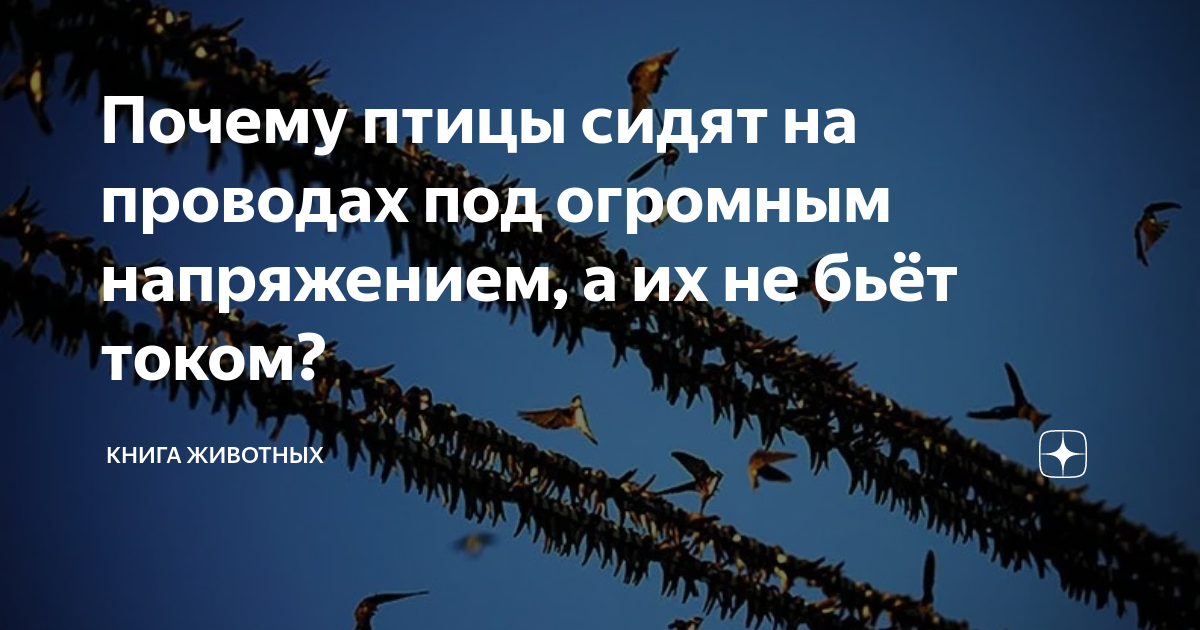 Почему птиц, сидящих на высоковольтных проводах, не убивает током? | Публикации | Вокруг Света