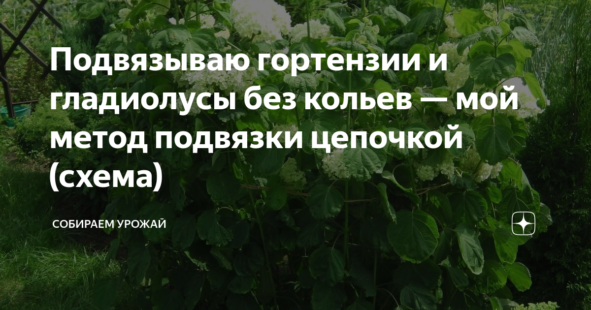 Что делать с гладиолусами летом: правильный уход за цветами в открытом грунте