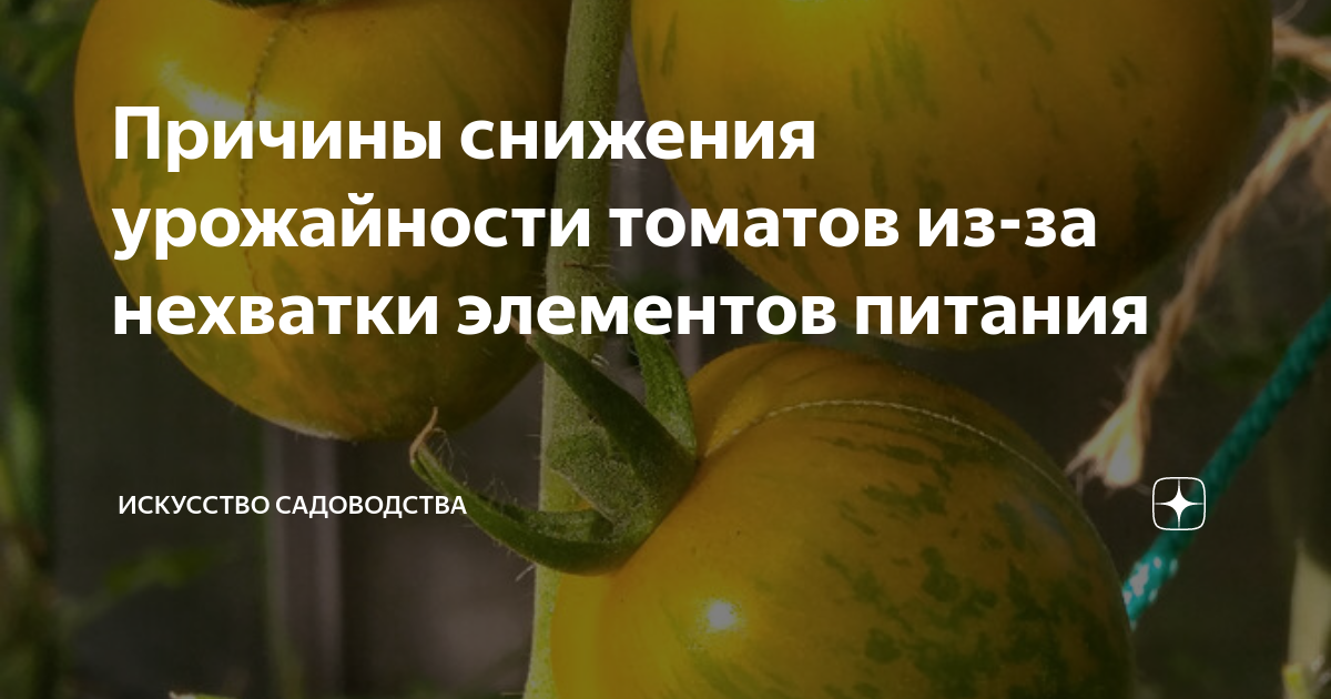 Недостаток элементов питания у томатов по листьям фото