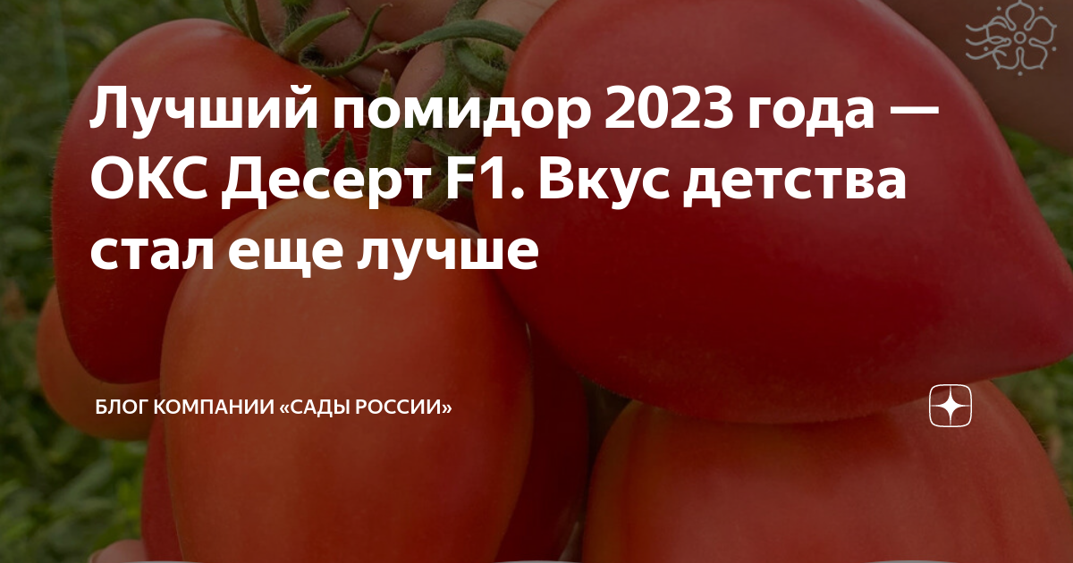 День помидора в 2023 году