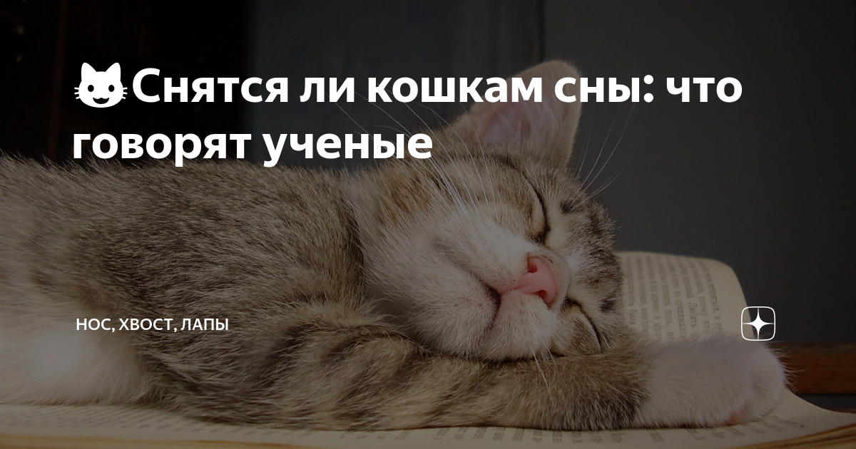 котенок заболел. больные кошки во сне. белая кошка с хозяином. сон больная кошка. спящие коты.
