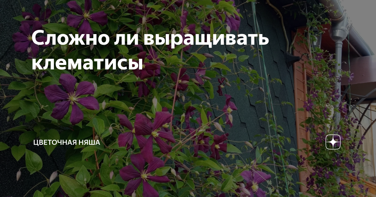 Сложно ли выращивать клематисы | Цветочная няша | Дзен