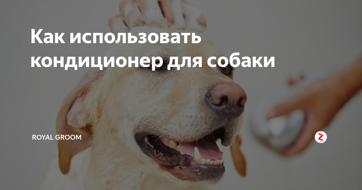 Почему нужен кондиционер для шерсти собак