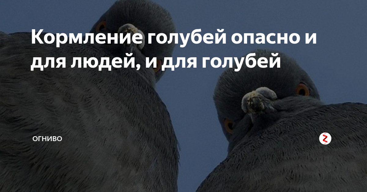 Парамиксовирус у голубей. Голуби переносчики болезней для человека. Орнитоз голубь орнитоз. Болезни переносимые голубями. Голубей опасны для человека.