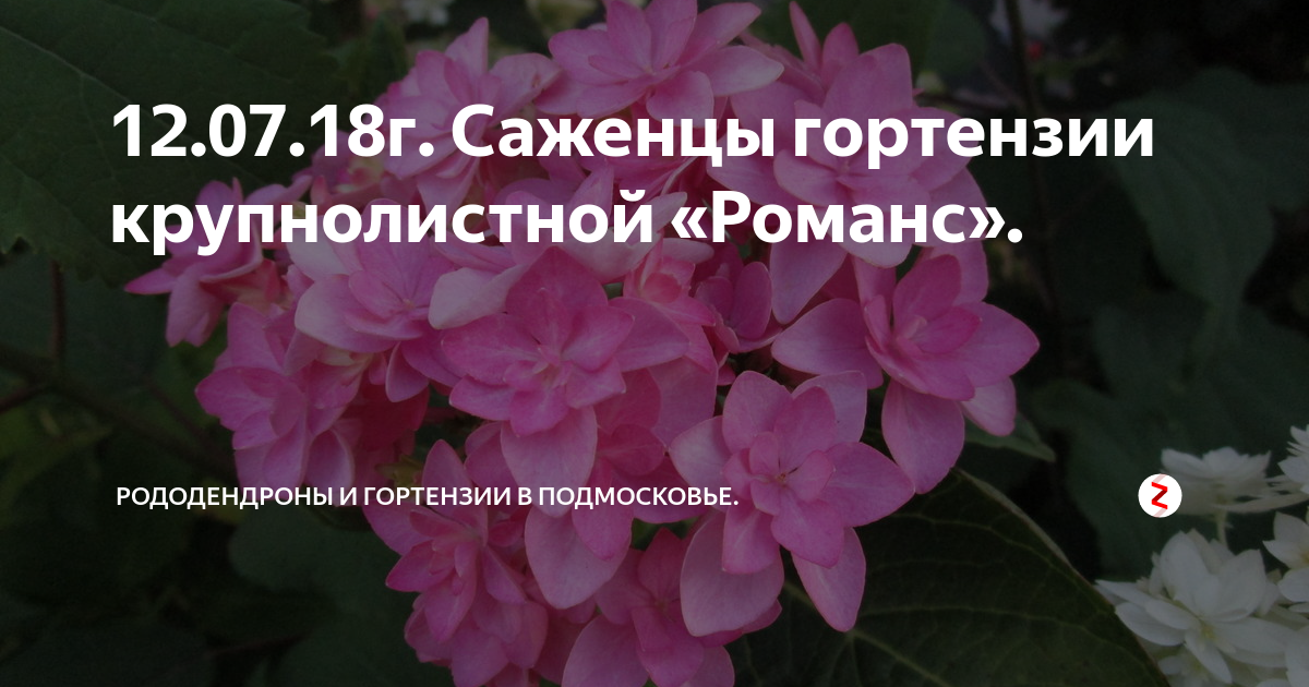 12.07.18г. Саженцы гортензии крупнолистной «Романс». | Рододендроны и ...