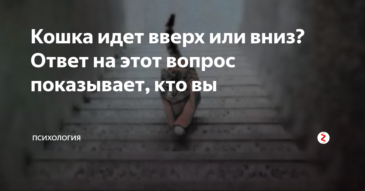 Картинка куда идет кот вверх или вниз