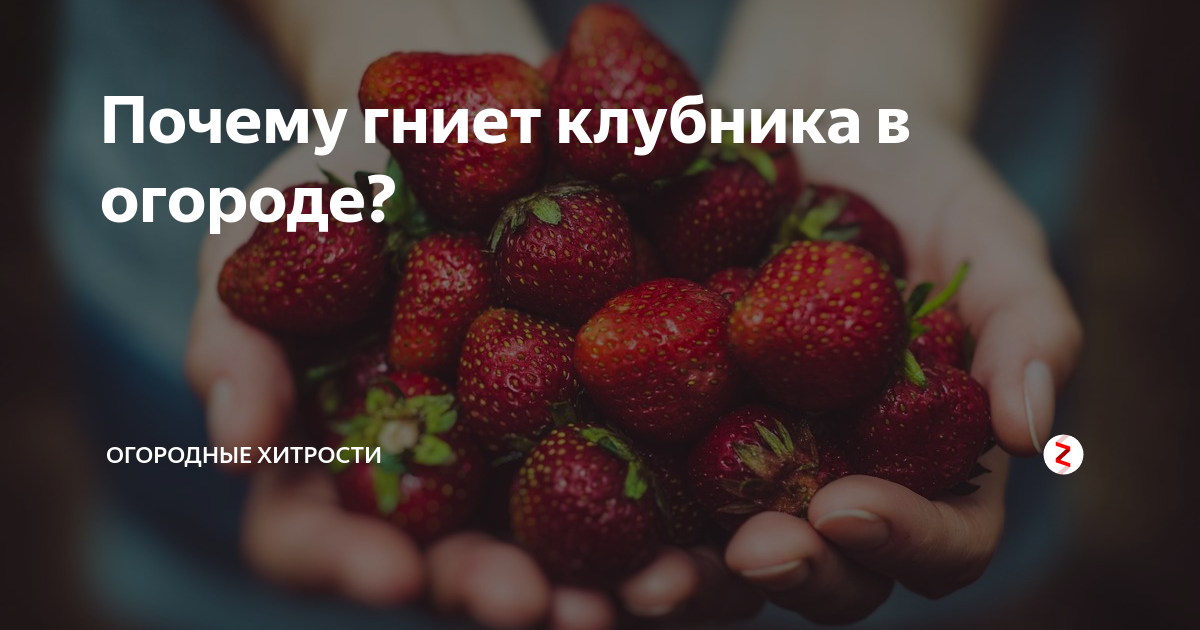 Почему гниет клубника в теплице