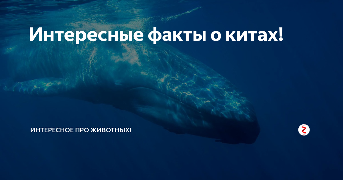 интересные факты о китах. интересные факты о китах. факты о китах. интересные факты о китах. интересные факты о китообразных.
